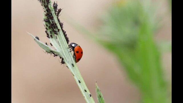 Seven spot ladybug Coccinella septempunctata detail on green plant