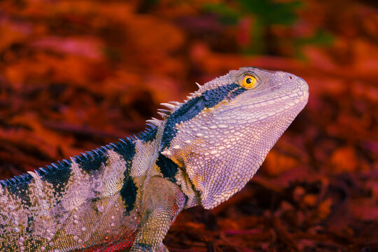 Eastern Water Dragon (Intellagama lesueurii) lizard  portrait on leaf litter under trees with red and pink tone effects.