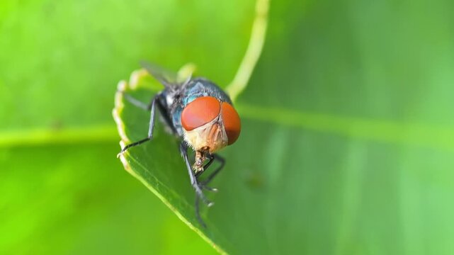 Macro Close-Up of Blow Fly Grooming with Bright Red Eyes