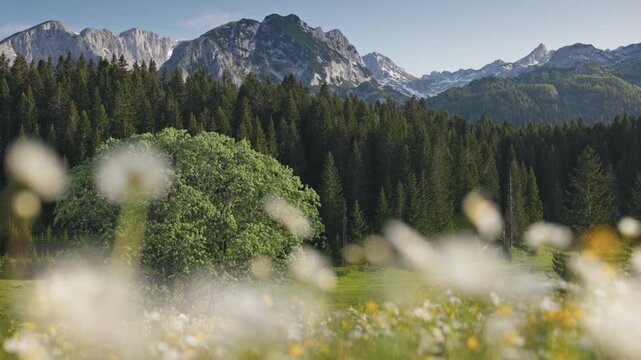 Beautiful mountain landscape of Durmitor National Park in Montenegro, blooming wildflowers in valley at Zabljak. Scenic view of rocky mountains and green meadow with flowers