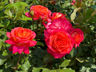 Roses beautiful bright flowers in garden.