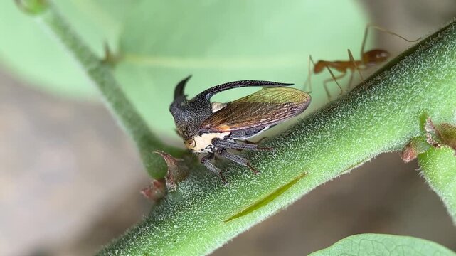 Macro Close-Up of Horned Treehopper on Leaf Stem with Ant