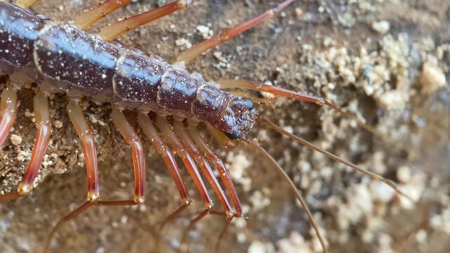 Macro Close-Up of House Centipede Head (Scutigera coleoptrata Detail)