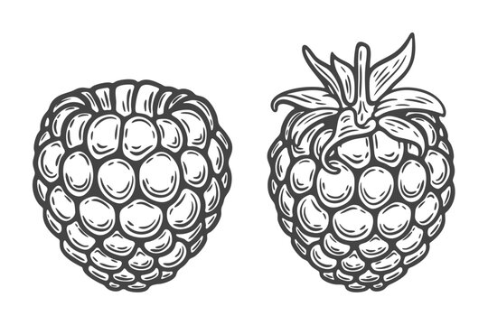 Raspberry two, stem variation, blackberry tayberry berry, fruit, leaf, plant, superfood organic engraving isolated