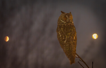 owl in the night