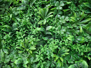 Green artificial covering made of plants placed on the ground for decoration and landscaping purposes in an outdoor setting