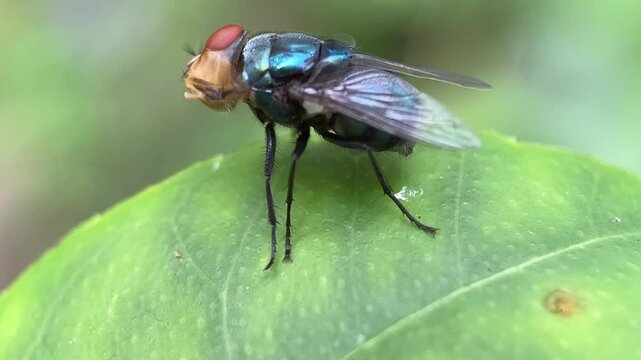 Macro Close-Up of Metallic Blue Fly Grooming Its Head