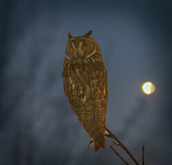 owl on a branch