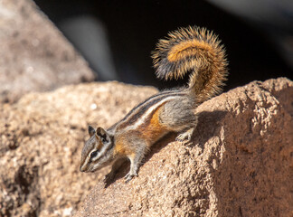Least Chipmunk in a Rocky Mountain Forest