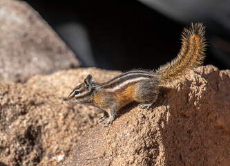 Least Chipmunk in a Rocky Mountain Forest