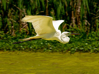 Great Egret Flying Over a Florida Swamp