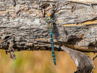 Paddle-tailed Darner