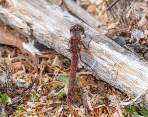 Variegated Meadowhawk Resting on a Midwest Forest Floor