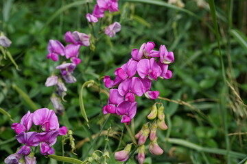Fototapeta premium close up image of Broad-leaved everlasting pea (Lathyrus latifolius) flowers.
