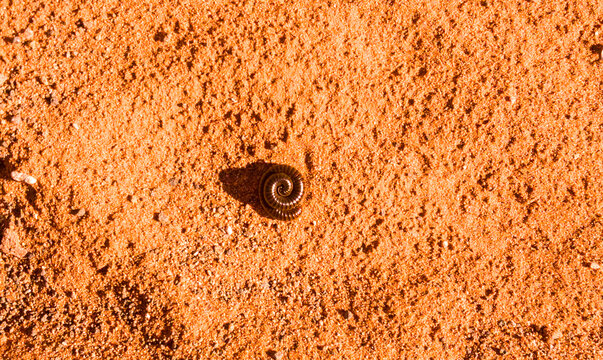 a millipede, a type of arthropod belonging to the class Diplopoda coiled on red African soil