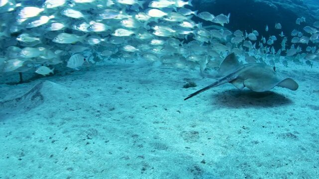 Round Fantail Stingray (Taeniurops grabatus) Swimming Near Sandy Bottom with School of Bream in Palm-Mar, Tenerife