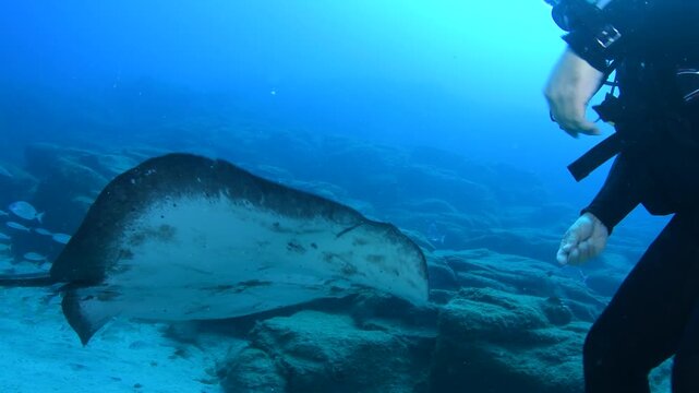 Round Fantail Stingray (Taeniura grabata) Approaches Diver Over Sandy Seabed in Palm-Mar, Tenerife