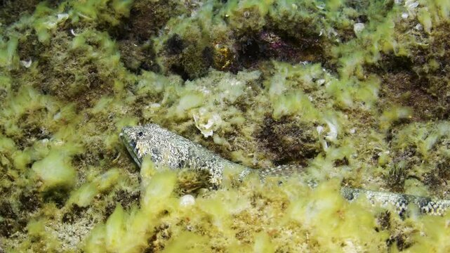 Greater Weever (Trachinus draco) Tenerife, Canary Islands