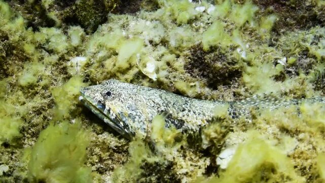 Greater Weever (Trachinus draco) Camouflaged on Sandy Seabed with Algae in Tenerife, Canary Islands