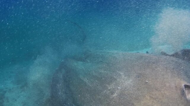 Close face to face encounter with stingray over sandy seabed Tenerife underwater travel destination