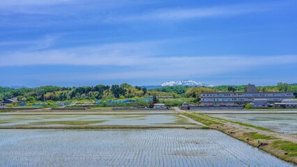 日本の初夏の田園風景 植えたばかりの苗と冠雪した白山連峰 晴天