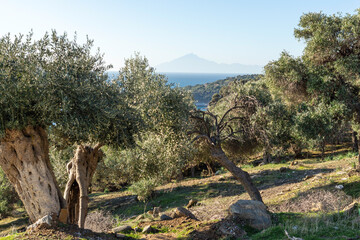 Fototapeta premium Olive Trees at Thassos island, Greece