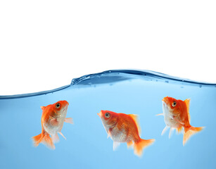 Bright goldfish in water against white background