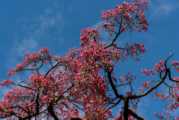 ceiba speciosa flowering tree with pink blossoms against blue sky