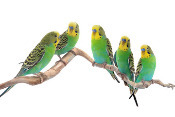 Obraz premium Budgerigar parrots sitting on branch against white background. Feathered pet