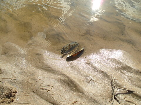 Description (200 characters):  
Anodonta freshwater mussel resting in riverbed. ,  shell in sand