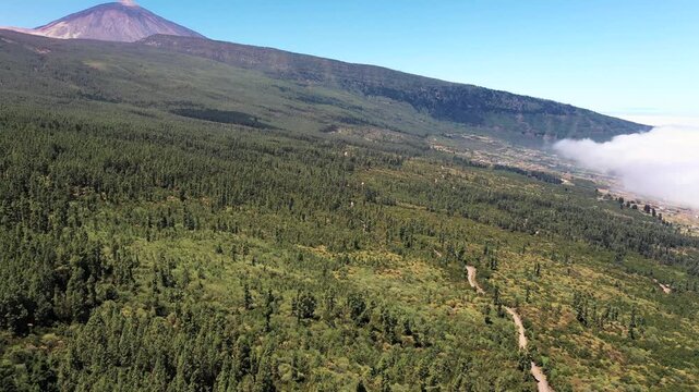 Aerial view over pine forest with clouds rising and Teide volcano in distance Tenerife travel destination
