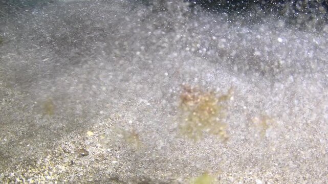 Night dive underwater close up of juvenile angel shark burying in sandy seabed Abades Tenerife