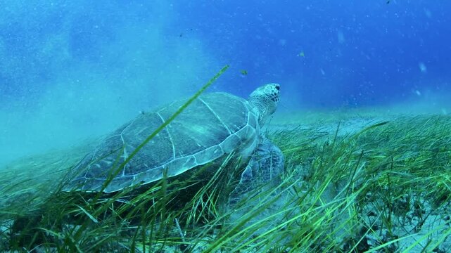 Green sea turtle (Chelonia mydas) grazing on seagrass in sandy seabed, Abades, Tenerife, Canary Islands, Spain
