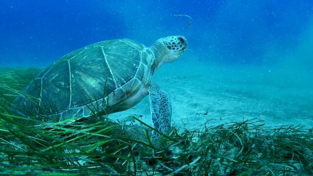 Green sea turtle (Chelonia mydas) grazing on seagrass in sandy seabed, Abades, Tenerife, Canary Islands, Spain