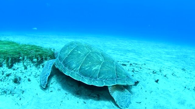 Green sea turtle (Chelonia mydas) grazing on seagrass in sandy seabed, Abades, Tenerife, Canary Islands, Spain