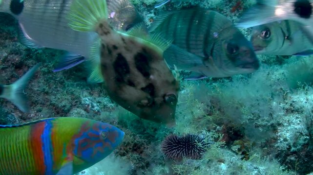 Underwater reef fish feeding on sea urchin close up Las Eras Tenerife travel destination
