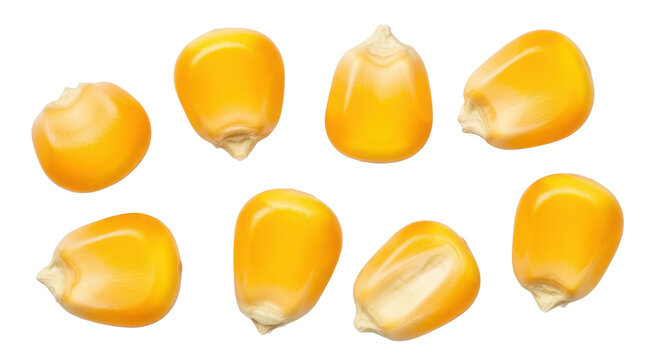 Several yellow corn kernels, popcorn or maize seeds, top view. Isolated on transparent background, png