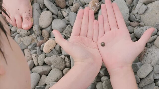tiny hermit crab in delicate seashell rests on teenager&rsquo;s hand, marine life and beauty coastal wildlife, wonders marine ecosystems, environmental education and introducing kids wonders natural world