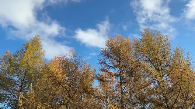 Larch yellow trees in the autumn forest and beautiful sky clouds.