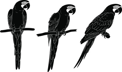 Black and white macaw parrot silhouettes set, tropical exotic birds perched on branches, wild jungle wildlife flat vector icons for nature design © ShreeBani