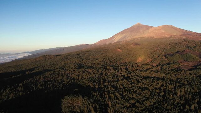 Descending drone flight over pine forest and cloud inversion towards Mount Teide Tenerife travel destination