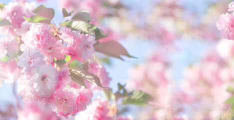 Japanese Sakura tree in full bloom, flower with pink petals blooming in spring garden on blue sky background, mysterious fairy tale springtime floral dreamy banner with cherry blossom.