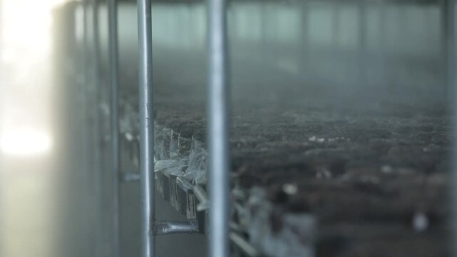 버섯농장물이분사되고있는비닐하우스배지(버섯배지+재배+분무+급수+물안개+습도+농사)