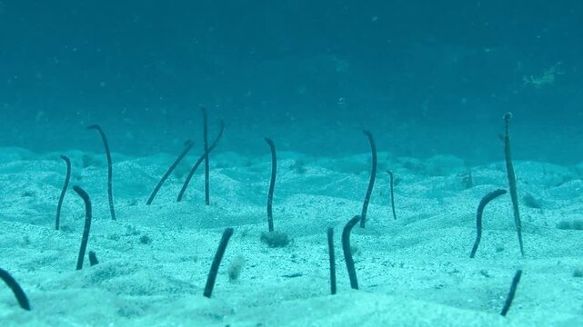 Close-up of garden eels (Heteroconger longissimus), Tenerife, Canary Islands
