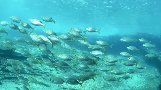 Underwater footage of Sarpa salpa (salema porgy) schooling over volcanic reef at Monta&ntilde;a Amarilla in Tenerife