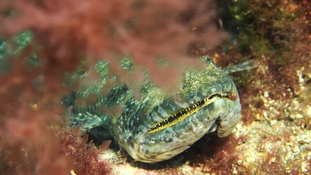 Underwater macro close up of Synodus saurus resting on rocky reef in Tenerife waters
