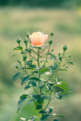 Closeup of an orange rose