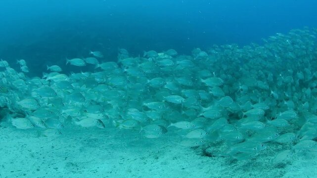 Massive school of bastard grunt fish swimming close to seabed in Abades Tenerife