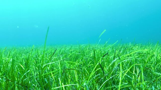 Underwater swimming footage over seagrass meadow in clear blue waters at Abades, Tenerife