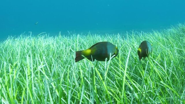 Underwater follow shot of parrotfish swimming through seagrass meadow in Abades, Tenerife